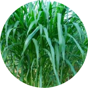 DairyMax - Fodder Sorghum